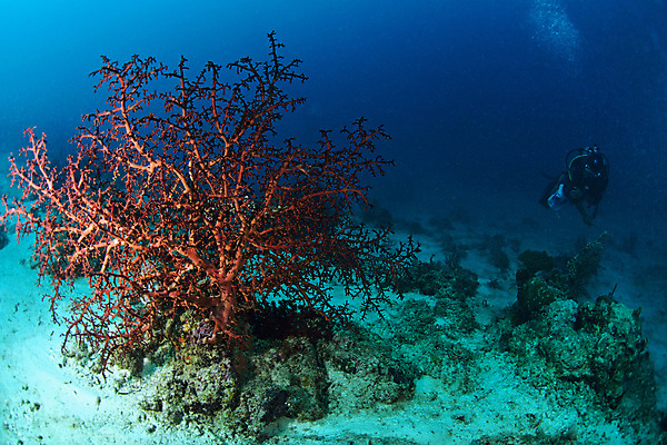 포토 JPG 해외이미지 동물 야생동물 바다 섬 태국 자연 따뜻함 어류 사람없음 초록색 물 파란색 컬러풀 뷰티 바닷속 수중 수영 부채 산호 거북이 잠수부 아래 다이빙 지느러미 암초 수족관 말레이시아 깊이 해외포토 자연요소 아시아 컬러 파충류 수중동물 수상스포츠 자포동물 전문직 방향 생태계 위치 수중스포츠 파일형식 이미지허브