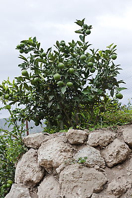 포토 JPG 해외이미지 음료 음식 과일 귤 사람없음 초록색 여름 신선 칵테일 레몬 라임 향 해외포토 계절 컬러 주류 파일형식 이미지허브