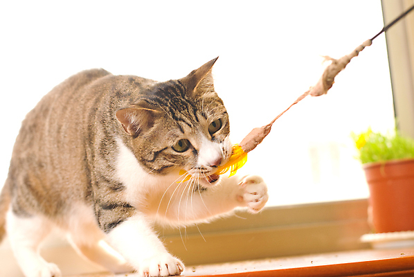 포토 JPG 해외이미지 동물 응시 포즈 장난 놀이 수염 털 사람없음 반려동물 장난감 귀여움 점프 고양이 줄무늬 게임 흰색 표현 쥐 작음 모피 호기심 싱글 꼬리 얼룩무늬 솜털 유래 해외포토 시선 감정 컬러 컨셉 무늬 포유류 모션 설치류 크기 파일형식 이미지허브