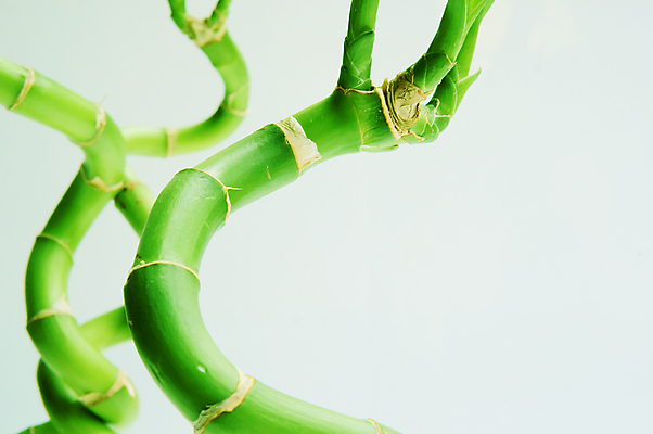 포토 JPG 해외이미지 식물 전통 디자인 문화 선 줄기 잎 불교 자연 지팡이 나선형 건강 3 동양인 사람없음 장식 세로 초록색 뷰티 정원 일본 중국 활발 성장 흰색 나뭇가지 나사 신선 행운 막대기 재산 구부린 심볼 대나무 순수 묘사 동쪽 이국적 해외포토 나무 아시아 종교 컬러 컨셉 무늬 모션 인종 금융 공구 방향 생태계 파일형식 이미지허브