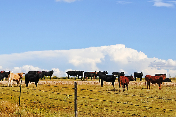 포토 JPG 해외이미지 동물 구름 하늘 초원 사람없음 울타리 농장 미국 목장 운전 소고기 시골 소 서쪽 콜로라도 해외포토 자연요소 북아메리카 농업 포유류 모션 육류 담장 방향 파일형식 이미지허브