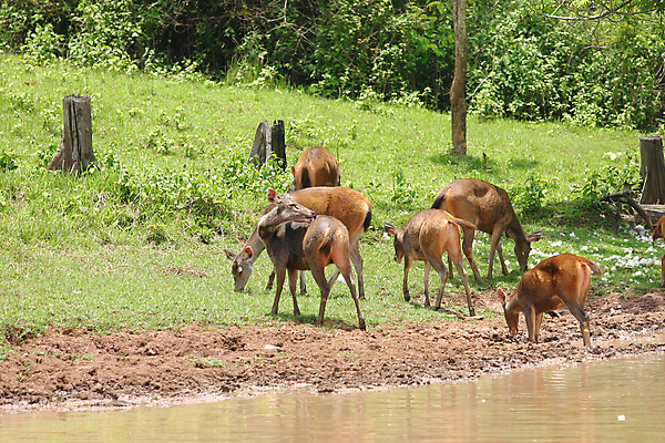 포토 JPG 해외이미지 나무 동물 계절 여자 남자 야생동물 컨셉 잎 포유류 자연 털 뿔 사람없음 컬러풀 달러 힘 활발 코트 군중 숲 바퀴자국 싸움 쇼 지휘 내추럴 강렬 아기사슴 암사슴 반추동물 해외포토 식물 새끼 컬러 돈 자국 모션 사슴 사람 외투 암컷 생태계 파일형식 이미지허브