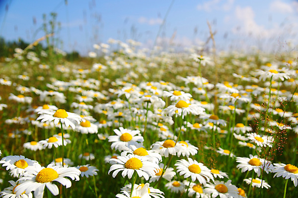 포토 JPG 해외이미지 주간 봄꽃 자연 사람없음 야외 아웃포커스 봄 데이지 해외포토 자연요소 계절 꽃 촬영기법 생태계 파일형식 이미지허브