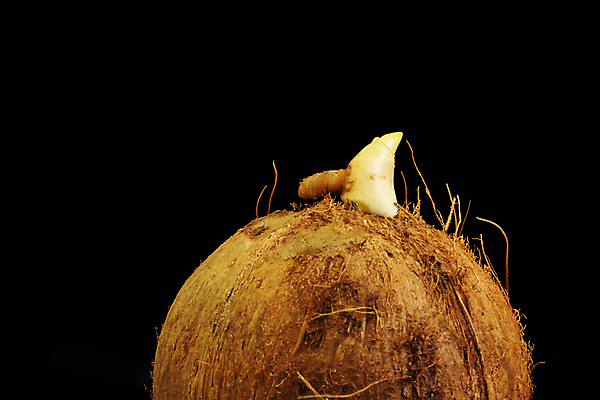 포토 JPG 해외이미지 식물 백그라운드 과일 자연 추상 손바닥 씨앗 동양인 사람없음 갈색 새싹 놀이방 견과류 성장 원형 발사 날것 코코넛 내추럴 고립 모종 해외포토 도형 손 컬러 무늬 인종 생태계 파일형식 이미지허브