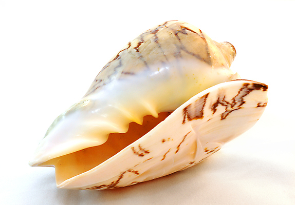 포토 JPG 해외이미지 모양 1 야생동물 바다 백그라운드 자연 조개 사람없음 장식 스파 껍질 흰색 자르기 오브젝트 싱글 기념품 고립 해외포토 동물 컬러 모션 어패류 생태계 파일형식 이미지허브