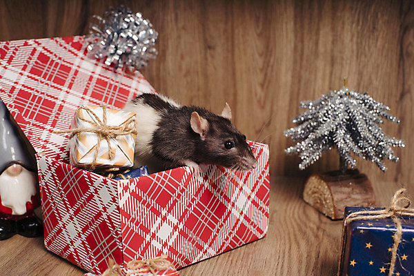 포토 JPG 해외이미지 나무 동물 전통 응시 백그라운드 컨셉 크리스마스 겨울 포유류 휴가 새로움 털 선물 사람없음 장식 빨간색 반려동물 상자 산타클로스 축제 달력 흰색 축하 신용카드 치아 해충 쥐 설치류 작음 연도 심볼 활 꼬리 엽서 솜털 클라우스 해외포토 식물 시선 계절 기념일 컬러 금융 소화기관 벌레 크기 편지 파일형식 이미지허브