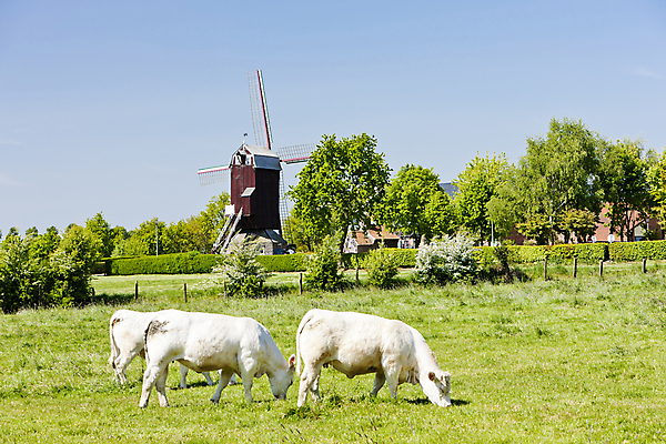 포토 JPG 해외이미지 동물 외관 유럽 여행 건축양식 포유류 사람없음 야외 건물 가축 풍차 프랑스 시골 세계여행 소 서유럽 해외포토 건축물 건축 나라 세계 파일형식 이미지허브