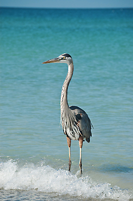 포토 JPG 해외이미지 동물 한마리 야생동물 모래 자연 조류 사람없음 야외 세로 물 파란색 컬러풀 사진촬영 수면 왜가리 수평선 플로리다 해외포토 자연요소 1 컬러 촬영 미국 생태계 파일형식 이미지허브