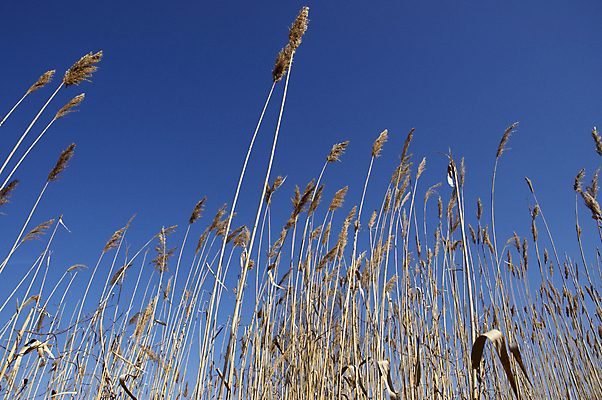 포토 JPG 해외이미지 식물 자연 하늘 건조 사람없음 파란색 봄 해외포토 계절 컬러 생태계 파일형식 이미지허브