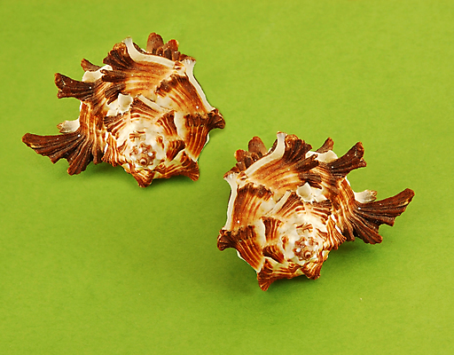 포토 JPG 해외이미지 모양 동물 디자인 야생동물 바다 여행 2 곡선 오렌지 자연 조개 연체동물 주택 나선형 사람없음 장식 초록색 물 빛 컬러풀 갈색 스파 소용돌이 껍질 흰색 산호 보호 큼 질감 달팽이 회전 롤 기념품 내추럴 고립 해외포토 자연요소 선 컬러 컨셉 무늬 과일 어패류 무척추동물 건물 회오리 자포동물 크기 오브젝트 생태계 파일형식 이미지허브