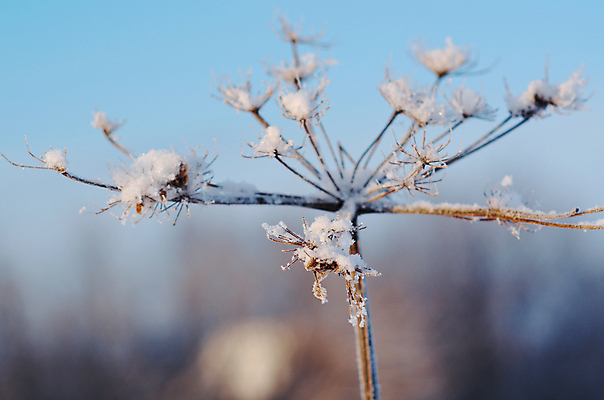 포토 JPG 해외이미지 나무 계절 꽃 여행 백그라운드 겨울 자연 하늘 풍경 사람없음 야외 파란색 뷰티 냉동 얼음 추위 흰색 눈송이 숲 서리 러시아 장면 깊이 제설기 해외포토 자연요소 식물 유럽 컬러 눈_날씨 생태계 제설 파일형식 이미지허브