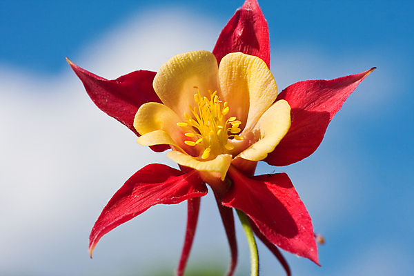 포토 JPG 해외이미지 식물 꽃잎 꽃 줄기 분홍색 잎 하늘 사람없음 장식 빨간색 초록색 노란색 정원 보라색 봄 벚꽃 우아함 원예 향기 꽃수술 해외포토 계절 컬러 컨셉 취미 냄새 파일형식 이미지허브