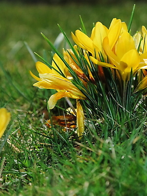 포토 JPG 해외이미지 식물 계절 꽃잎 꽃 꽃다발 꽃무늬 밭 자연 사람없음 야외 초록색 컬러풀 태양 뷰티 노란색 정원 맑음 보라색 봄 들꽃 벚꽃 개화 황무지 원예 꽃수술 해외포토 자연요소 컬러 무늬 농업 날씨 취미 생태계 파일형식 이미지허브
