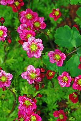 포토 JPG 해외이미지 식물 꽃 백그라운드 잎 꽃무늬 농업 자연 이끼 사람없음 야외 장식 빨간색 초록색 여름 빛 뷰티 노란색 정원 보라색 들꽃 추위 성장 벚꽃 가을 침대 원예 꼬리 내추럴 멀티 영원 해외포토 계절 산업 컬러 가구 무늬 취미 생태계 파일형식 이미지허브