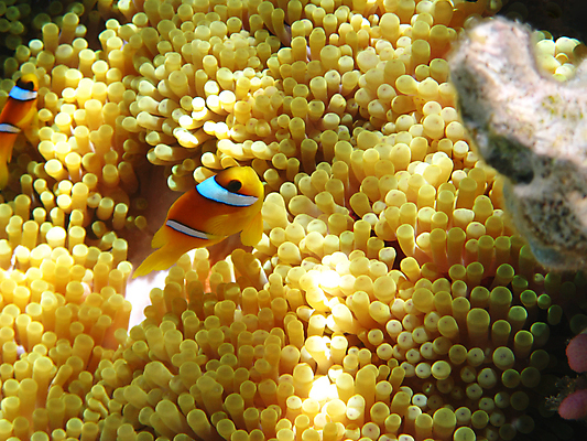 포토 JPG 해외이미지 동물 야생동물 바다 아프리카 자연 휴가 휴식 바닥 이집트 어류 사람없음 물 여름 수중 수영 독약 수비 스노클링 산호 보호 다이빙 암초 발견 깊이 동물상 아네모네 이국적 해외포토 자연요소 계절 꽃 나라 컨셉 모션 조형물 수중동물 수상스포츠 자포동물 생태계 수중스포츠 파일형식 이미지허브