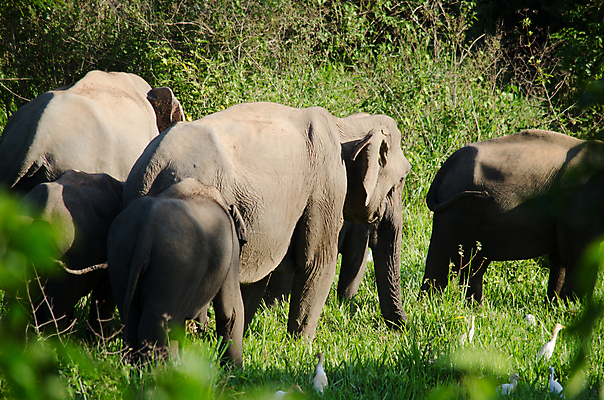 포토 JPG 해외이미지 동물 공원 아시아 야생동물 여행 포유류 가족 태국 자연 코끼리 종류 동양인 사람없음 환경 힘 아기 보호 숲 큼 인도인 코 멸종 내추럴 벌목 인구 전국 지능 해외포토 외국인 공공시설 나라 컨셉 관계 사람 인종 신체부위 크기 생태계 파일형식 이미지허브