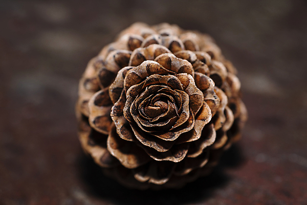 포토 JPG 해외이미지 나무 식물 계절 여자 유럽 백그라운드 잎 자연 씨앗 사람없음 야외 목재 뷰티 갈색 정원 나뭇가지 소나무 바늘 숲 묘사 상록수 침엽수 전나무 원뿔 내추럴 해외포토 도형 나라 컬러 재료 사람 도구 생태계 파일형식 이미지허브