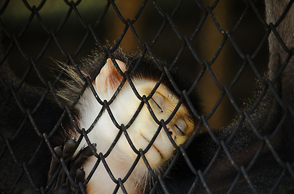 포토 JPG 해외이미지 동물 응시 아시아 얼굴 야생동물 백그라운드 포유류 태국 자연 생물 종류 사랑 미소 사람없음 머리 검은색 원숭이 표현 실패 숲 사파리 새장 멸종 유인원 옛날 지능 해외포토 시선 감정 나라 컬러 표정 신체부위 좌절 생태계 케이지 파일형식 이미지허브