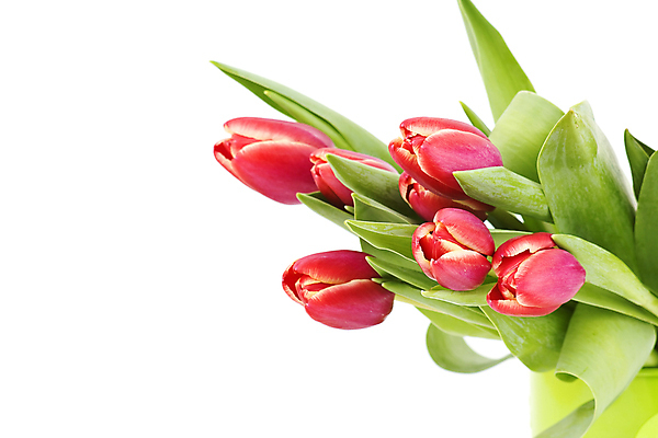 포토 JPG 해외이미지 식물 꽃잎 꽃 줄기 꽃다발 컨셉 잎 꽃무늬 자연 엄마 부활절 기념 발렌타인데이 선물 사랑 사람없음 장식 빨간색 초록색 뷰티 정원 봄 낭만 튤립 벚꽃 흰색 인사 신선 신용카드 클래식 우아함 성자 다발 배열 꽃집 활 매듭 내추럴 해외포토 계절 기념일 감정 종교 컬러 무늬 가족 데이이벤트 금융 상점 예절 생태계 파일형식 이미지허브