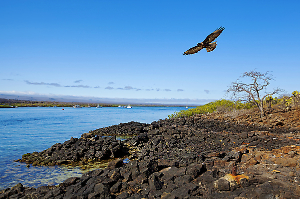 포토 JPG 해외이미지 나무 동물 야생동물 바다 날개 자연 조류 하늘 선인장 건조 풍경 사람없음 물 나뭇가지 비행 땅 깃털 암초 에콰도르 갈라파고스 내추럴 해외포토 자연요소 식물 남아메리카 생태계 파일형식 이미지허브