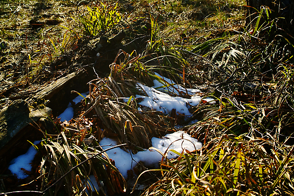 포토 JPG 해외이미지 나무 식물 계절 유럽 줄기 백그라운드 밭 자연 하늘 날씨 따뜻함 그림자 사람없음 야외 목재 초록색 빛 컬러풀 태양 일출 환경 맑음 귀걸이 일몰 봄 젖음 촉촉함 흰색 면 닫기 습지 저녁 숲 수분 장면 북쪽 침엽수 솜털 내추럴 해외포토 자연요소 나라 컬러 농업 재료 장신구 모션 노을 야간 방향 생태계 파일형식 이미지허브