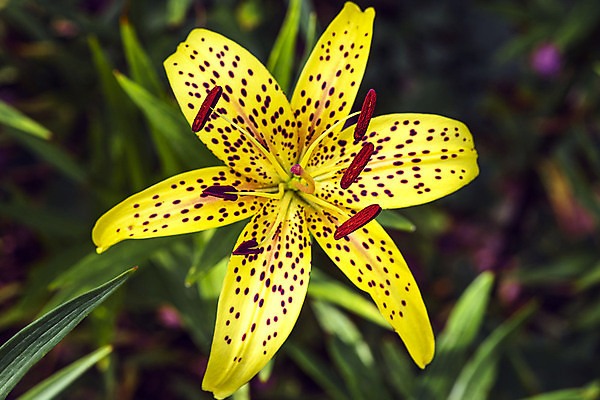 포토 JPG 해외이미지 식물 계절 꽃잎 꽃 백그라운드 잎 꽃무늬 농업 오렌지 자연 사람없음 장식 빨간색 초록색 컬러풀 뷰티 노란색 정원 중국 봄 벚꽃 신선 개화 허브 붓꽃 블랙베리 표범 내추럴 기르기 러시아인 영원 히말라야 해외포토 서양인 산업 아시아 컬러 무늬 과일 포유류 생태계 돌봄 파일형식 산맥 이미지허브