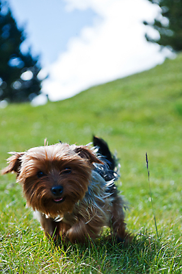 포토 JPG 해외이미지 동물 사랑 사람없음 친구 게임 개 달콤 강아지 작음 요크셔테리어 테리어 충실 해외포토 감정 포유류 관계 놀이 반려동물 맛 크기 파일형식 이미지허브