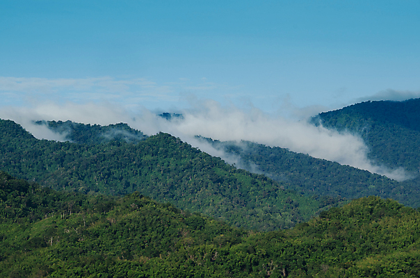 포토 JPG 해외이미지 나무 식물 아시아 도로 여행 백그라운드 낙엽 잎 자연 아침 산 사람없음 야외 초록색 태양 환경 침묵 트래킹 안개 성장 시골 소나무 숲 뿌리 장면 지역 굴곡 방법 파라다이스 해외포토 주간 자연요소 나라 길 컬러 교통시설 레저 날씨 소리 생태계 파일형식 이미지허브