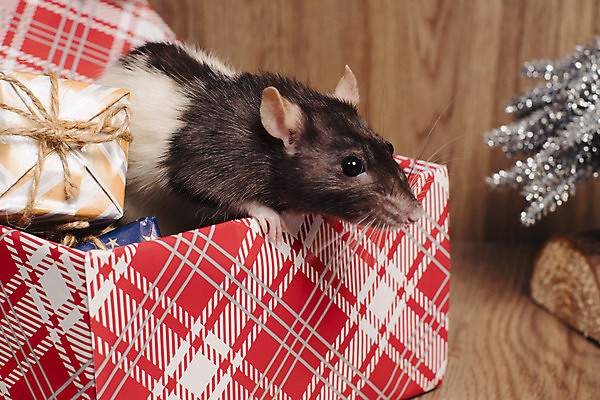 포토 JPG 해외이미지 동물 백그라운드 크리스마스 겨울 포유류 휴가 새로움 털 선물 사람없음 장식 빨간색 반려동물 상자 중국 달력 흰색 축하 쥐 설치류 모피 심볼 사인 솜털 해외포토 계절 기념일 아시아 컬러 컨셉 파일형식 이미지허브