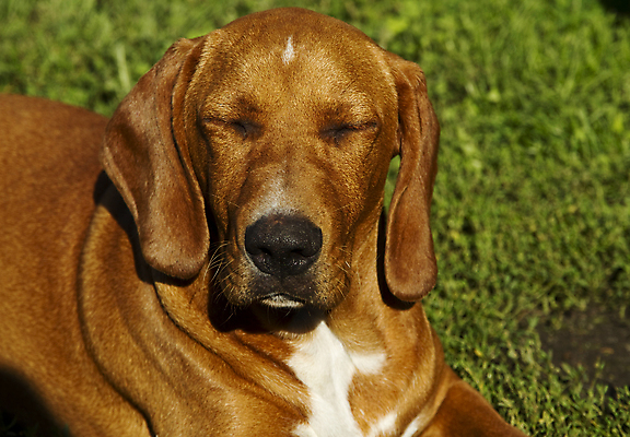 포토 JPG 해외이미지 주간 한마리 휴식 사람없음 야외 아웃포커스 눕기 귀여움 잠 개 편안함 해외포토 자연요소 1 컨셉 포유류 모션 촬영기법 감각 파일형식 이미지허브
