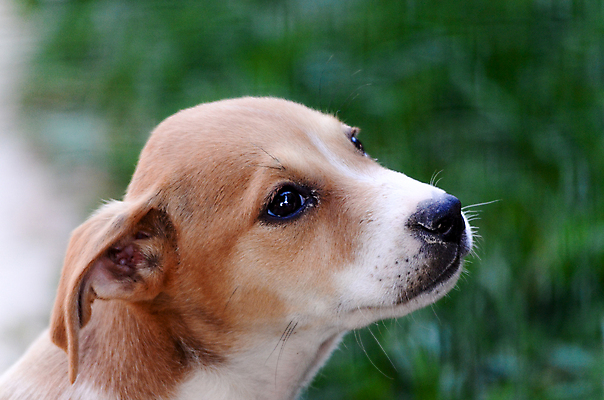 포토 JPG 해외이미지 응시 백그라운드 엄마 앉기 사람없음 반려동물 바구니 흰색 그룹 강아지 테리어 흰배경 해외포토 동물 시선 컬러 가족 모션 개 파일형식 이미지허브