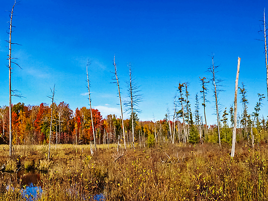 포토 JPG 해외이미지 응시 공원 호수 섬 여행 백그라운드 캐나다 오렌지 자연 휴가 사람없음 야외 빨간색 물 파란색 햇빛 뷰티 노란색 일출 미국 연못 만 큼 캠핑장 방패 발견 전국 해외포토 자연요소 시선 공공시설 컬러 북아메리카 과일 태양 노을 캠핑 크기 생태계 파일형식 이미지허브