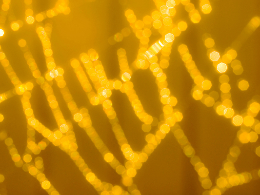 포토 JPG 해외이미지 디자인 줄 곤충 패턴 목걸이 자연 아침 전등 사람없음 물 여름 빛 반사 웹 어둠 안개 물방울 잡기 원형 그물 네트워크 황금 실 선택 이슬 연결 위험 무서움 크리스탈 보석 실크 거미줄 다이아몬드 거미 올가미 내추럴 고립 복잡 블러 해외포토 주간 자연요소 도형 동물 계절 감정 컨셉 무늬 인터넷 장신구 모션 날씨 조명 직물 광석 생태계 파일형식 이미지허브