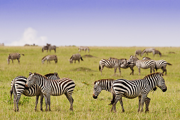 포토 JPG 해외이미지 야생동물 포유류 아프리카 흑백 국립공원 사람없음 가로 줄무늬 얼룩말 케냐 해외포토 동물 공원 나라 무늬 촬영기법 말_동물 파일형식 이미지허브
