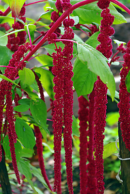 포토 JPG 해외이미지 주간 식물 계절 꽃 음식 백그라운드 잎 밭 농업 다이어트 오렌지 자연 거리 종류 사람없음 장식 빨간색 초록색 컬러풀 햇빛 갈색 노란색 정원 맑음 수확 성장 신선 선탠 실크 질감 부드러움 식용 작살 디테일 해외포토 자연요소 산업 컬러 과일 날씨 건강 태양 직물 감각 생태계 파일형식 이미지허브