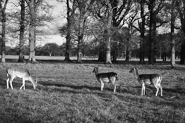 포토 JPG 해외이미지 나무 동물 남자 야생동물 포유류 자연 털 뿔 사람없음 달러 게임 흰색 숲 내추럴 고립 동물상 아기사슴 해외포토 식물 새끼 컬러 돈 놀이 사슴 사람 조형물 생태계 파일형식 이미지허브
