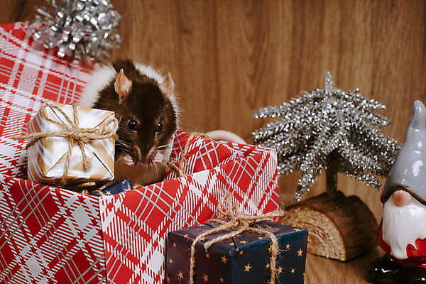 포토 JPG 해외이미지 동물 백그라운드 크리스마스 겨울 포유류 휴가 새로움 털 선물 사람없음 장식 빨간색 반려동물 상자 중국 달력 흰색 축하 쥐 설치류 모피 심볼 사인 솜털 해외포토 계절 기념일 아시아 컬러 컨셉 파일형식 이미지허브