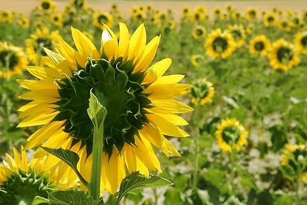 포토 JPG 해외이미지 주간 줄기 잎 꽃밭 해바라기 사람없음 야외 아웃포커스 해외포토 자연요소 식물 꽃 촬영기법 파일형식 이미지허브