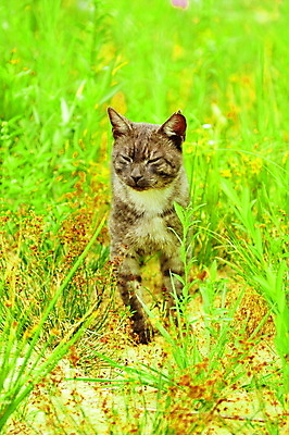 포토 JPG 해외이미지 동물 1 얼굴 포즈 백그라운드 장난 포유류 자연 휴식 털 사람없음 야외 초록색 반려동물 귀여움 정원 고양이 줄무늬 산책 회색 닫기 달콤 모피 호기심 해외포토 감정 컬러 컨셉 무늬 모션 신체부위 맛 생태계 파일형식 이미지허브