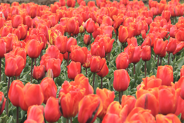 포토 JPG 해외이미지 식물 계절 공원 꽃 꽃다발 백그라운드 잎 꽃무늬 밭 자연 부활절 발렌타인데이 3 사람없음 야외 빨간색 초록색 여름 컬러풀 햇빛 뷰티 노란색 정원 보라색 침묵 봄 튤립 벚꽃 광선 축하 신선 닫기 5월 꽃집 엽서 내추럴 강렬 블러 해외포토 공공시설 기념일 컬러 컨셉 무늬 농업 모션 데이이벤트 태양 상점 소리 날짜 편지 생태계 파일형식 이미지허브