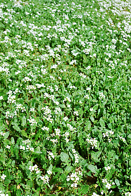 포토 JPG 해외이미지 식물 꽃 백그라운드 잎 패턴 밭 자연 풍경 잔디 초원 사람없음 야외 초록색 여름 뷰티 환경 봄 활발 성장 벚꽃 전원 신선 땅 질감 심플 조경 지역 내추럴 세련 해외포토 계절 컬러 컨셉 무늬 농업 전기에너지 생태계 파일형식 이미지허브