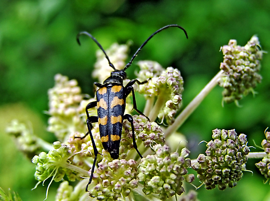 포토 JPG 해외이미지 동물 꽃 유럽 곤충 사람없음 보라색 벌레 수분 발굴 싱글 꿀 해외포토 식물 나라 컬러 파일형식 이미지허브