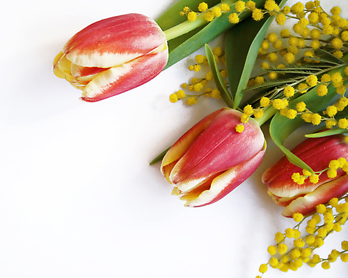 포토 JPG 해외이미지 식물 꽃잎 꽃 줄기 분홍색 꽃다발 백그라운드 잎 자연 휴가 발렌타인데이 선물 이벤트 사람없음 장식 빨간색 초록색 뷰티 노란색 봄 튤립 벚꽃 흰색 축하 신용카드 생일 그룹 다발 오브젝트 고립 해외포토 계절 기념일 컬러 컨셉 데이이벤트 금융 생태계 파일형식 이미지허브