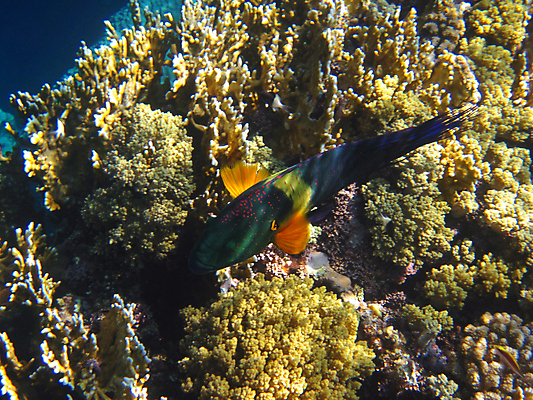 포토 JPG 해외이미지 한마리 바다 자연 어류 사람없음 바닷속 수중 수중사진 해외포토 1 수중동물 생태계 파일형식 이미지허브