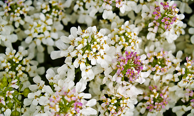 포토 JPG 해외이미지 식물 계절 공원 꽃잎 꽃 분홍색 꽃무늬 응원 자연 사랑 사람없음 야외 초록색 뷰티 정원 봄 성장 벚꽃 흰색 나뭇가지 시골 신선 개화 5월 묘사 원예 조경 열정 내추럴 영원 해외포토 나무 공공시설 감정 컬러 무늬 취미 날짜 생태계 파일형식 이미지허브