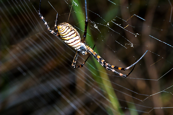 포토 JPG 해외이미지 야생동물 곤충 자연 사람없음 야외 컬러풀 노란색 검은색 줄무늬 벌레 말벌 위험 무서움 육식동물 거미 복부 못생김 해외포토 동물 감정 컬러 컨셉 무늬 신체부위 벌_곤충 생태계 파일형식 이미지허브