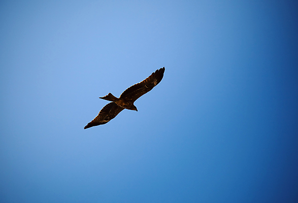 포토 JPG 해외이미지 야생동물 자연 조류 하늘 사람없음 파란색 자유 깃털 연 만족 독수리 해외포토 동물 감정 컬러 컨셉 놀이용품 생태계 파일형식 이미지허브