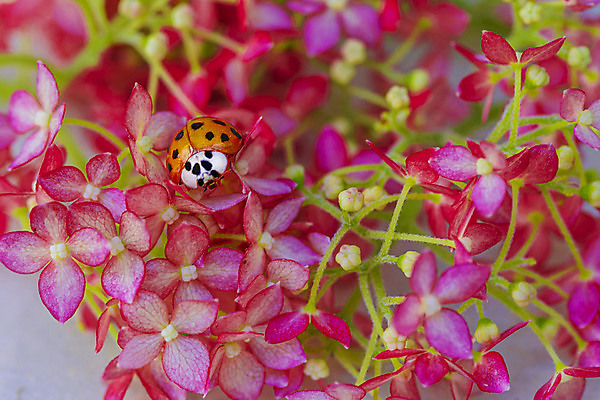 포토 JPG 해외이미지 식물 동물 꽃 야생동물 곤충 백그라운드 잎 자연 프레임 안테나 앉기 사람없음 빨간색 초록색 여름 컬러풀 햇빛 태양 뷰티 환경 정원 봄 활발 벚꽃 점 칼날 벌레 작음 딱정벌레 무당벌레 내추럴 해외포토 자연요소 계절 컬러 컨셉 통신 모션 크기 생태계 파일형식 이미지허브