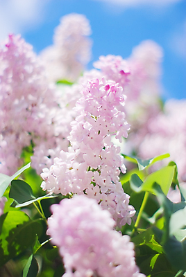 포토 JPG 해외이미지 식물 전통 계절 꽃잎 꽃 줄기 낙엽 잎 꽃무늬 자연 벽지 추상 사람없음 장식 초록색 여름 컬러풀 뷰티 정원 보라색 봄 낭만 벚꽃 나뭇가지 축하 생일 개화 배열 제비꽃 심볼 순수 원예 향기 엽서 라일락 내추럴 해외포토 나무 기념일 컬러 컨셉 무늬 취미 편지 생태계 냄새 파일형식 이미지허브
