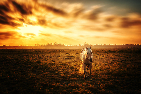 포토 JPG 해외이미지 동물 얼굴 백그라운드 포유류 자연 하늘 실내 건강 사람없음 옆모습 초록색 뷰티 농장 갈색 머리 검은색 가축 일몰 회색 흰색 표현 승마 호기심 캘리포니아 갈기 조랑말 경보 고립 넘어짐 해외포토 감정 스포츠 뷰포인트 컬러 컨셉 농업 모션 내부 신체부위 노을 미국 말_동물 생태계 파일형식 이미지허브